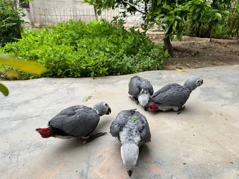 African Grey | Grey Parrot | Grey African | African grey chicks | grey 10