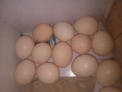 Aseel hera eggs Fertile