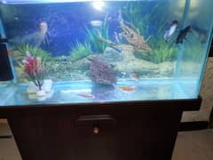 Aquarium with 12 goldfish and oxygen pump.