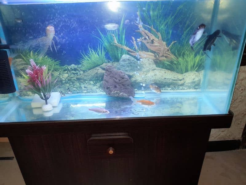 Aquarium with 12 goldfish and oxygen pump. 0