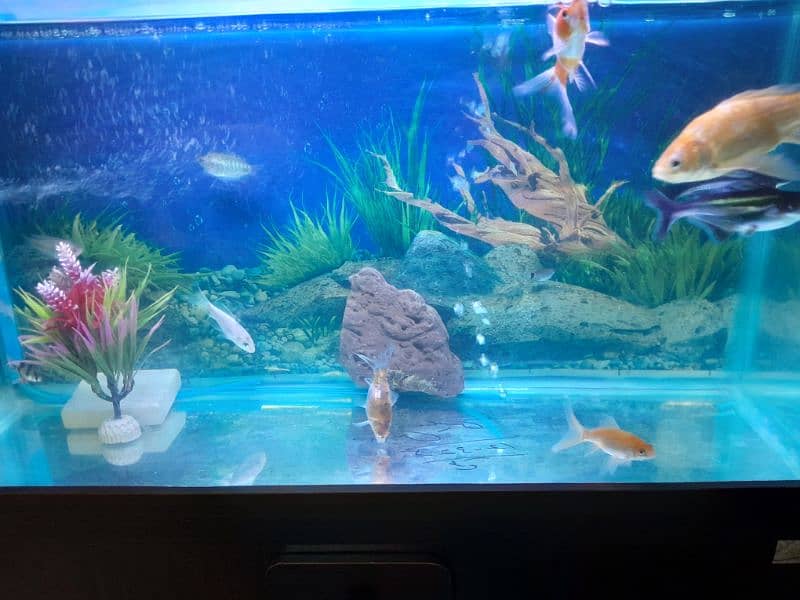 Aquarium with 12 goldfish and oxygen pump. 1