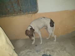 Pointer Dog For Sale full Trained