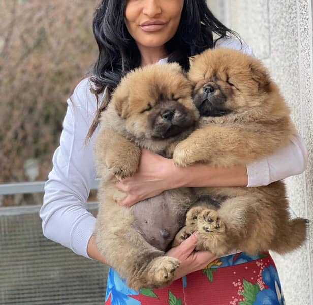 Imported Chow chow male puppy 2