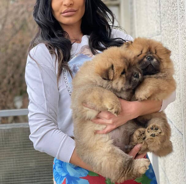 Imported Chow chow male puppy 4