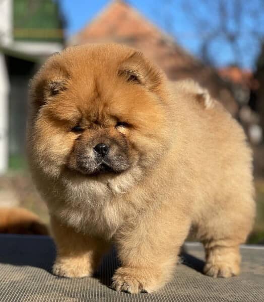 Imported Chow chow male puppy 5