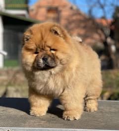 Imported Chow chow male puppy