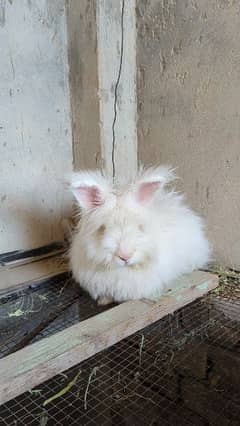 Imported English  Angora Rabbits, Teddy bear Rabbit , fancy rabbit 0