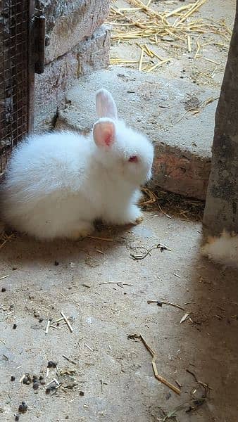 Imported English  Angora Rabbits, Teddy bear Rabbit , fancy rabbit 10