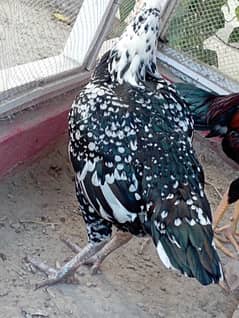 only aseel chick (male) for sale
