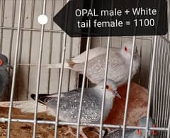 Opal / Diamond / White Tail dove