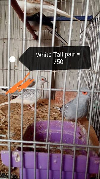 Opal / Diamond / White Tail dove 2