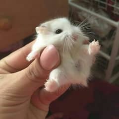 hamster