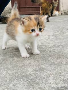 Persian Kittens / triple coated Persian kittens / Cats for sale