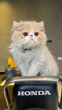 Top Quality Piki/ peke/ peki Male Persian Kitten