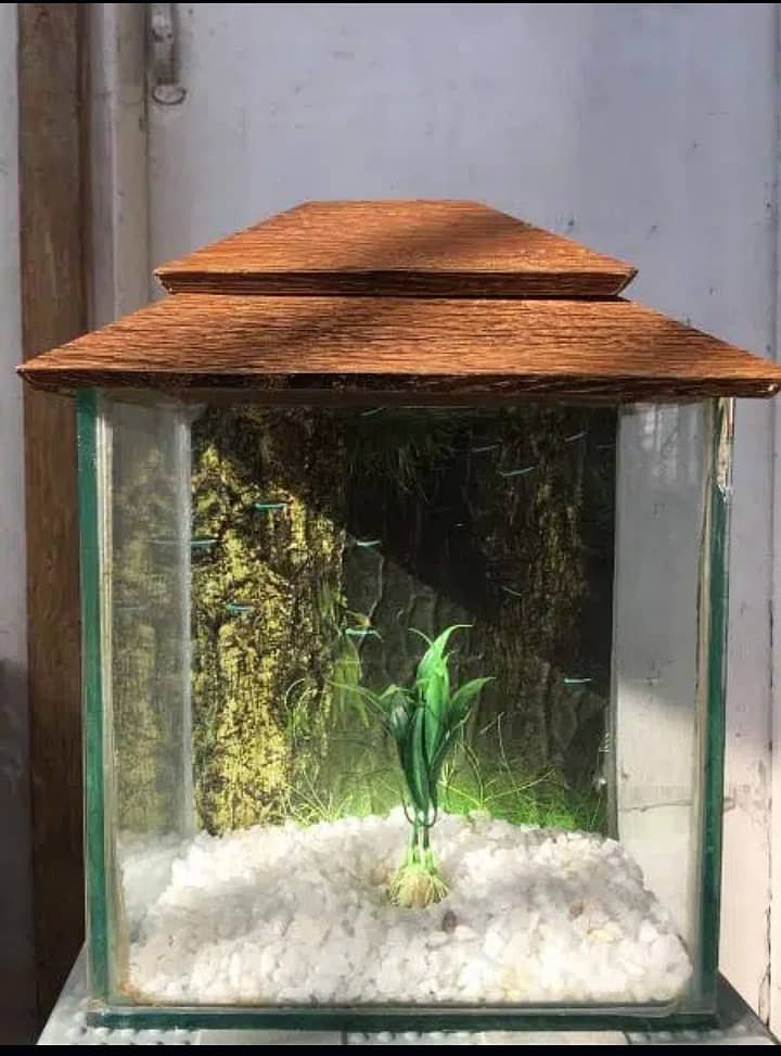 Small Fish Aquarium With Beautiful Gravels and plant 1