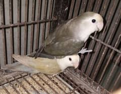 lovebirds rosiecolie rozicoli breder pairs bst for fostering purpahz