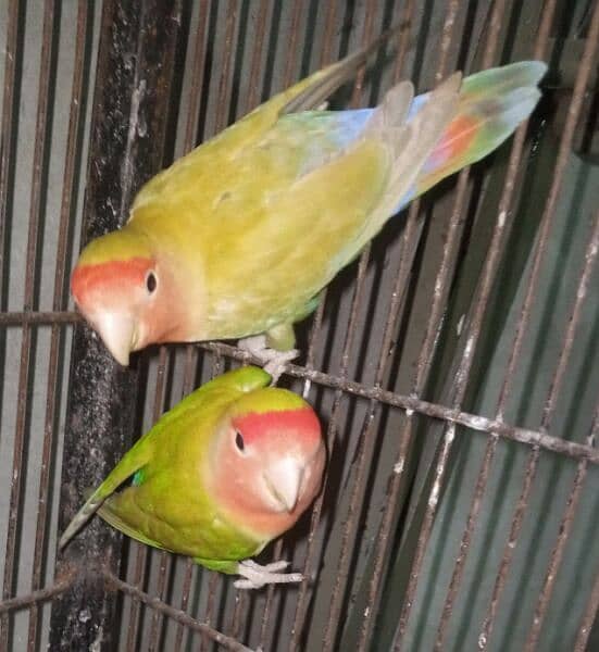 lovebirds rosiecolie rozicoli breder pairs bst for fostering purpahz 1
