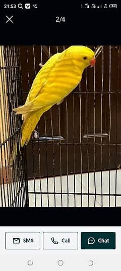 yellow ringneck parrot chiks far sale Whatsapp please 0331/4489/359