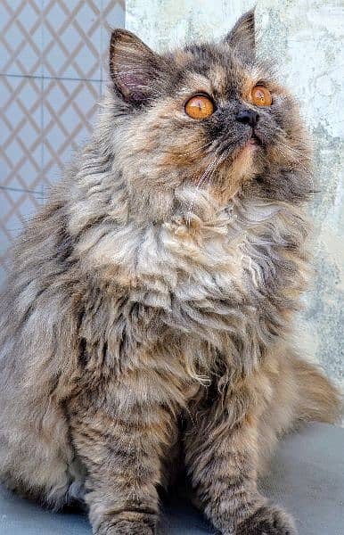 Persian Cat 2