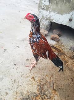 Aseel Chickens for Sale