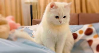 Cute Fluffy White PERSIAN Cat 0
