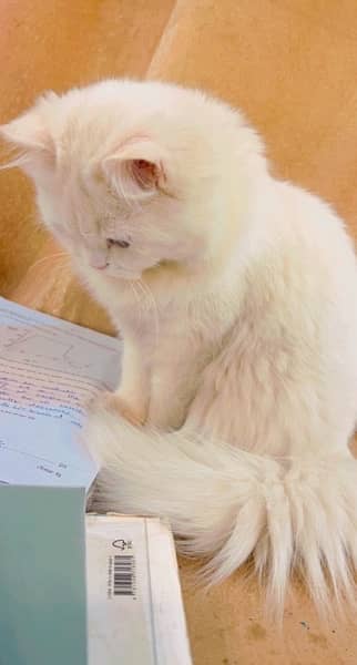 Cute Fluffy White PERSIAN Cat 1