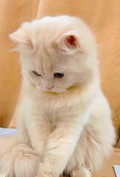 Cute Fluffy White PERSIAN Cat 4