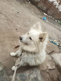 imported male for sale age 2 year beautiful male
