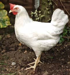 White Layer (انڈوں والی مرغیاں) LSL BREED