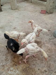 PURE ASEEL HERA AND MIANWALI CROSS BREED CHICKS AVAILABLE age 70 days