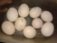 Aseel heera breed eggs for sale pure blood line and blue eyes 0