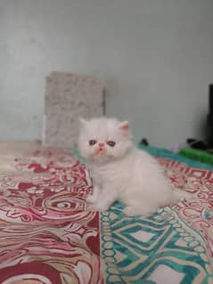 Piki CFA Bloodline Persian cats