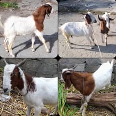 Kashmiri Goat | Desi Bakri | Desi Bakra | Pair of Goat | Barki | Bakra