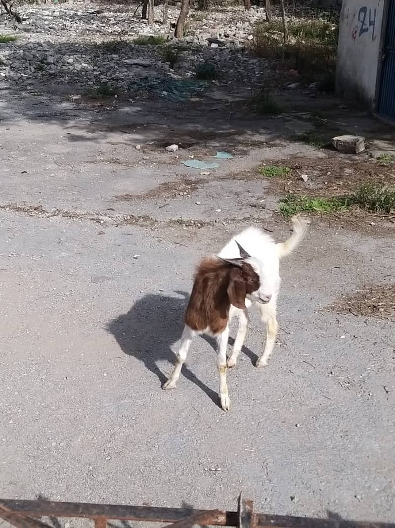 Kashmiri Goat | Desi Bakri | Desi Bakra | Pair of Goat | Barki | Bakra ...