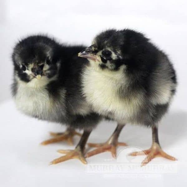 Desi Duck chicks available 3