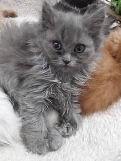 Persian  kittens  for sale  2 Brown male 1 female