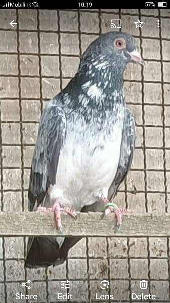 Kabli pigeons.  High quality. 2