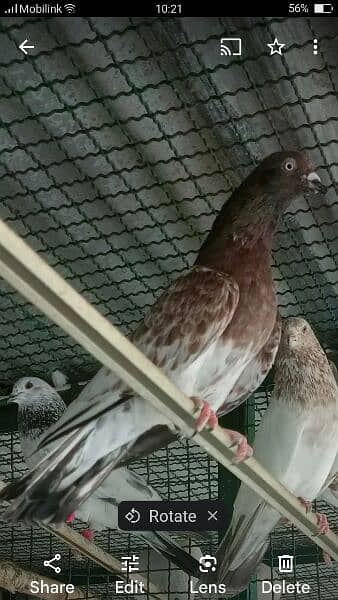 Kabli pigeons.  High quality. 15