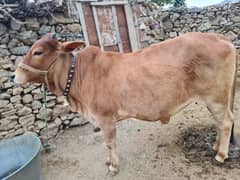 cow sahiwal 5 month pregnant