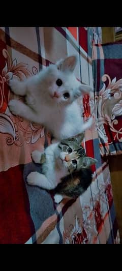 Turkish Angoora kittens for sale