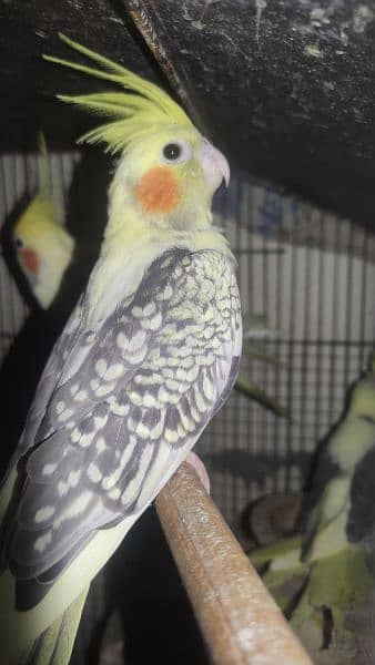 Some Extra Birds for Sale 2