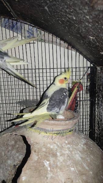 Some Extra Birds for Sale 3