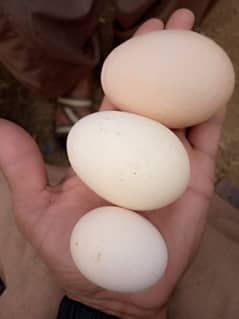 Desi / Golden/ Misri, Eggs Hens