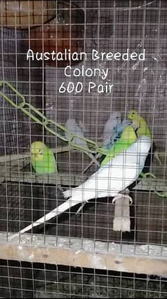 Australian Parrots + Cocktails breeder