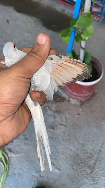 Doves for sale 7