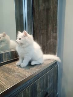 Persian Kitten / Cat Pair