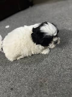 shitzu puppy up for sale. . whatsapp (03218502250)