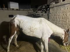 horse female for sale phale describe par lein nechay
