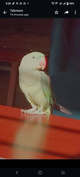 Tamed raw parrot, , talking in process, healthy a very bright colours 6