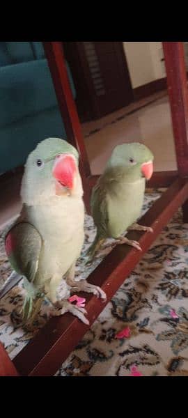 Tamed raw parrot, , talking in process, healthy a very bright colours 5